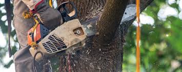 How Our Tree Care Process Works  in  Mabton, WA