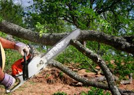 Reliable Mabton, WA Tree Services Solutions